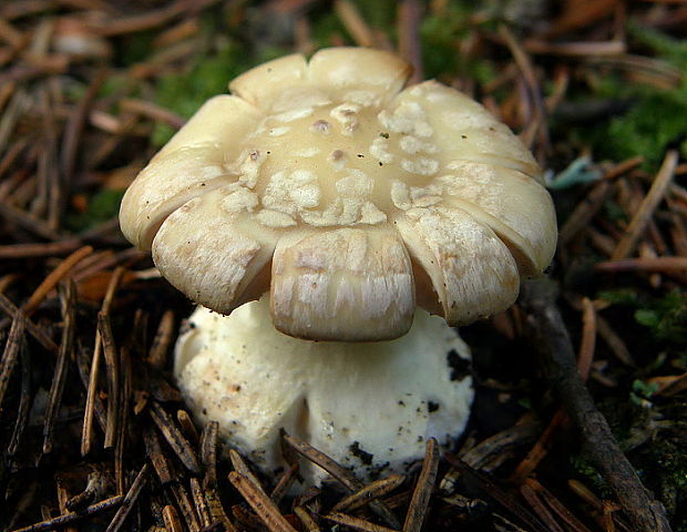 muchotrávka citrónovožltá Amanita citrina Pers.