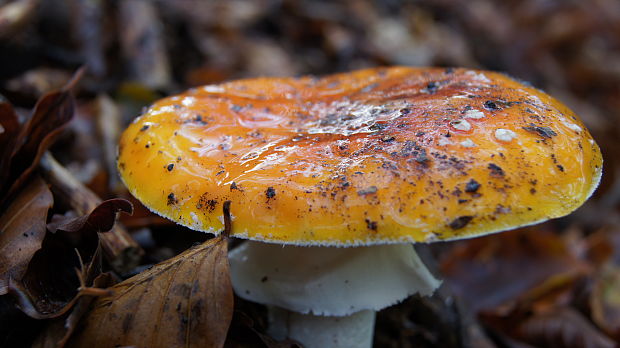 muchotrávka červená Amanita muscaria (L.) Lam.