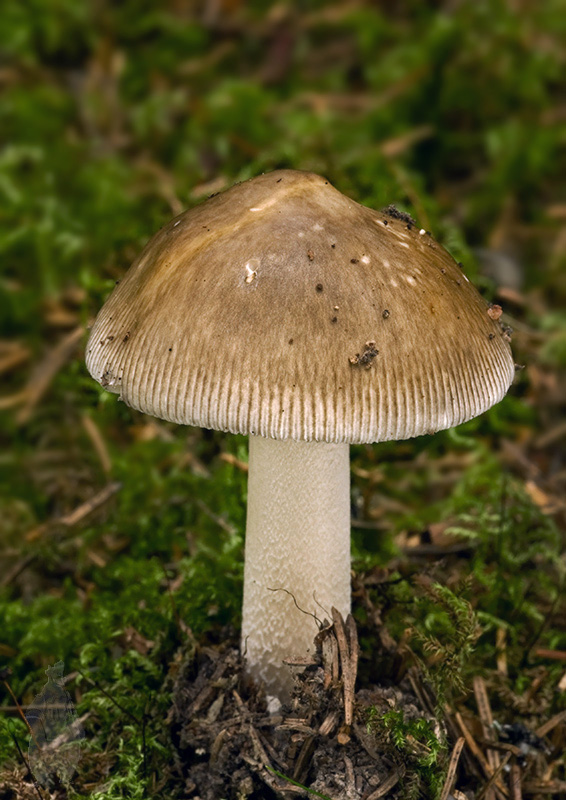 muchotrávka Amanita sp.