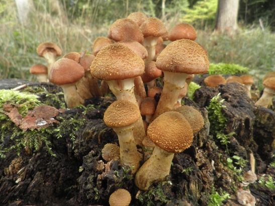 podpňovka obyčajná Armillaria mellea (Vahl) P. Kumm.