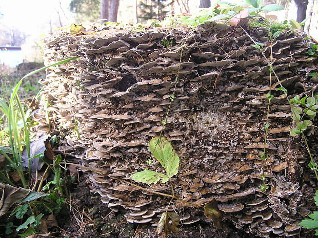 sivopórovka tmavá Bjerkandera adusta (Willd.) P. Karst.