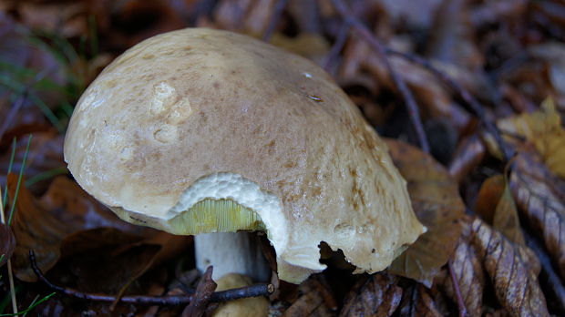 hríb smrekový ? Boletus edulis Bull.