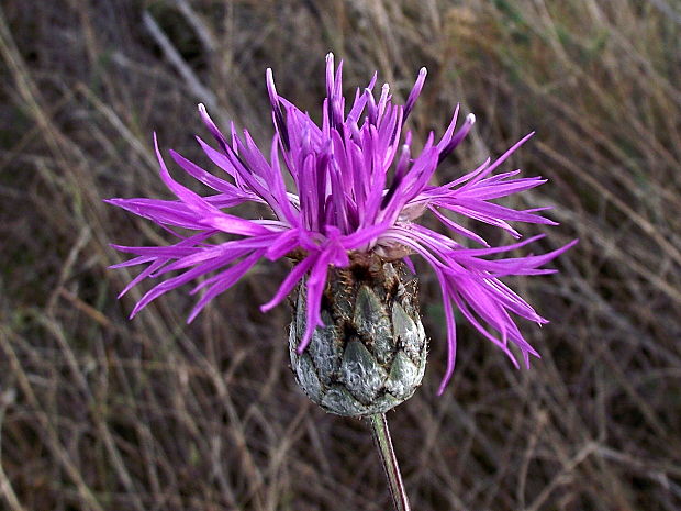 nevädzník hlaváčovitý Colymbada scabiosa  (L.) Holub