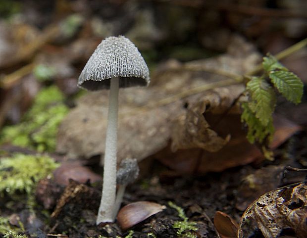 hnojník Coprinus sp.