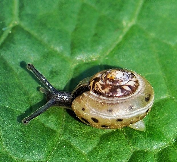 slimák Euomphalia strigella