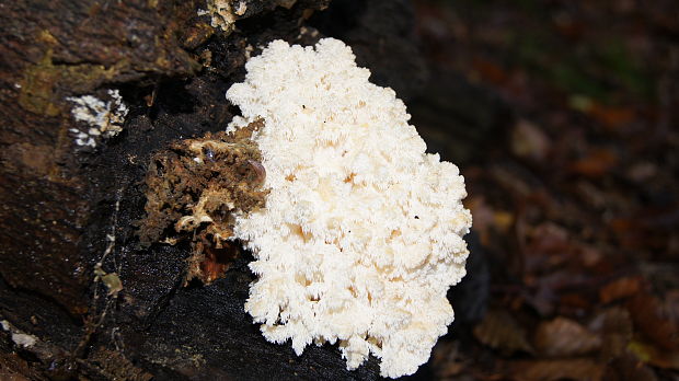 koralovec bukový Hericium coralloides (Scop.) Pers.