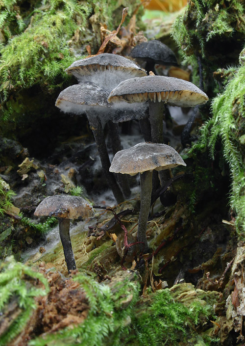 zvončekovec sadzový Hydropus atramentosus (Kalchbr.) Kotl. & Pouzar