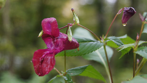 netýkavka žliazkatá Impatiens glandulifera Royle