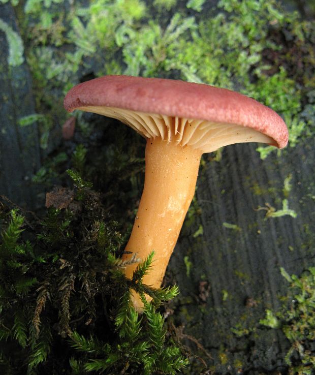 rýdzik ? Lactarius sp.