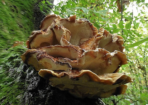 sírovec obyčajný Laetiporus sulphureus (Bull.) Murrill