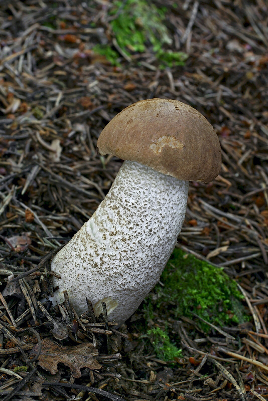 kozák brezový Leccinum scabrum (Bull.) Gray