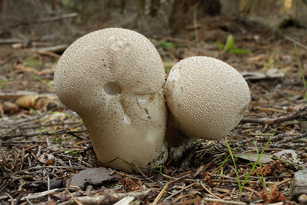 rozpadavec stopkatý Lycoperdon excipuliforme (Scop.) Pers.