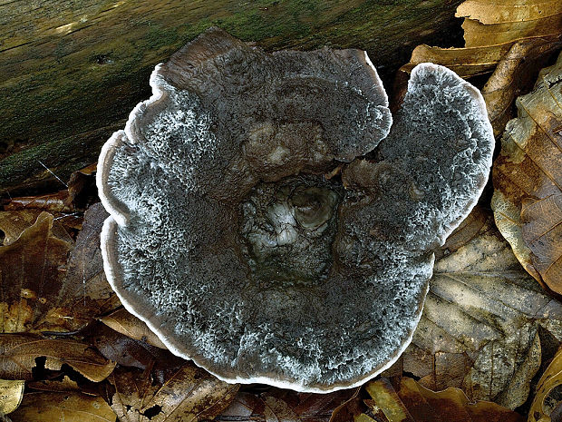 korkovec čierny Phellodon niger (Fr.) P. Karst.