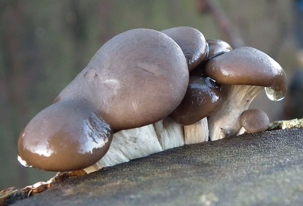 hliva ustricovitá Pleurotus ostreatus (Jacq.) P. Kumm.