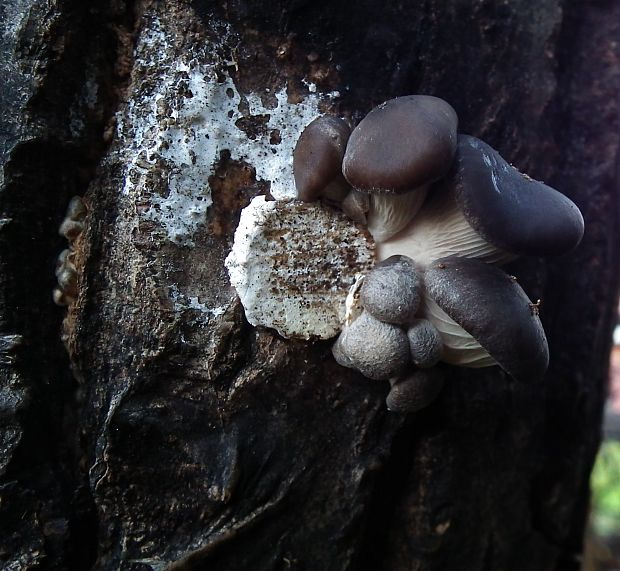 hliva ustricovitá Pleurotus ostreatus (Jacq.) P. Kumm.