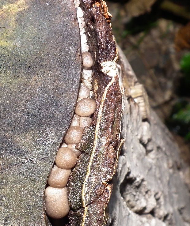 hliva ustricovitá Pleurotus ostreatus (Jacq.) P. Kumm.