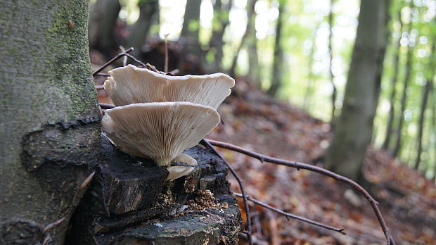 hliva buková Pleurotus pulmonarius (Fr.) Quél.