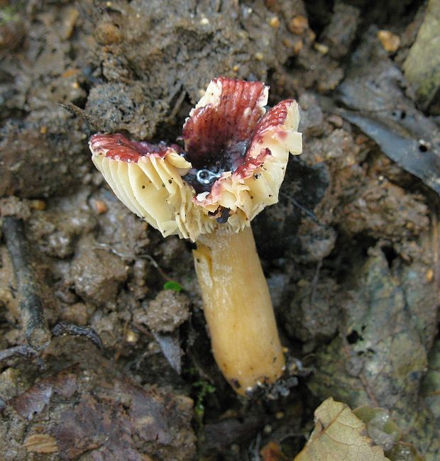 plávka jelšová Russula pumila Rouzeau & F. Massart