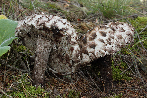 šiškovec šupinatý Strobilomyces strobilaceus (Scop.) Berk.