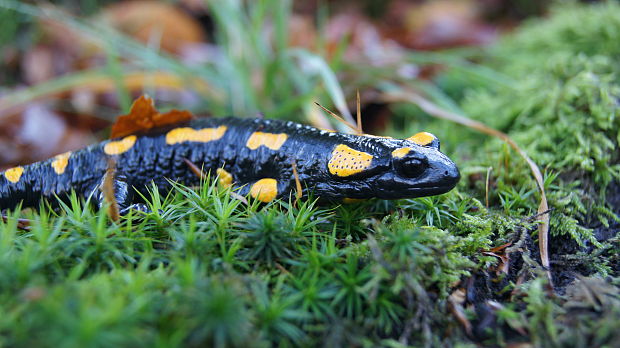 salamandra skvrnita