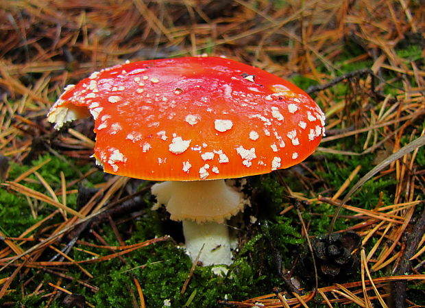 muchotrávka červená Amanita muscaria (L.) Lam.