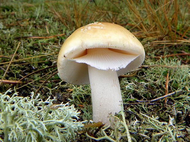 muchotrávka Amanita sp.