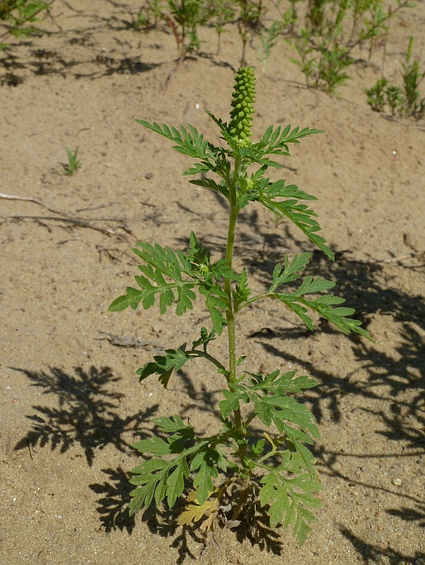 ambrózia palinolistá Ambrosia artemisiifolia L.