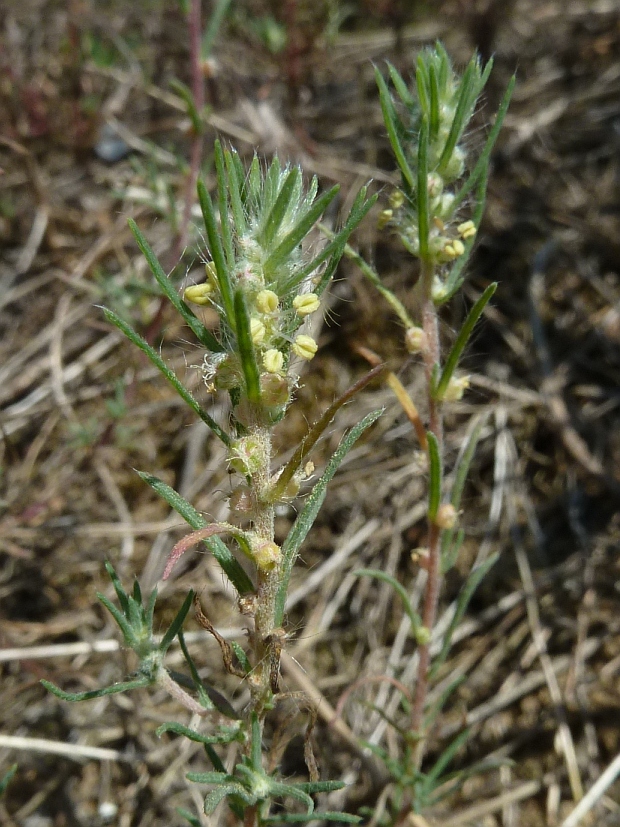 basia vlnokvetá Bassia laniflora (S. G. Gmel.) A. J. Scott