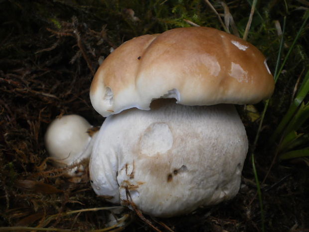 hríb smrekový Boletus edulis Bull.