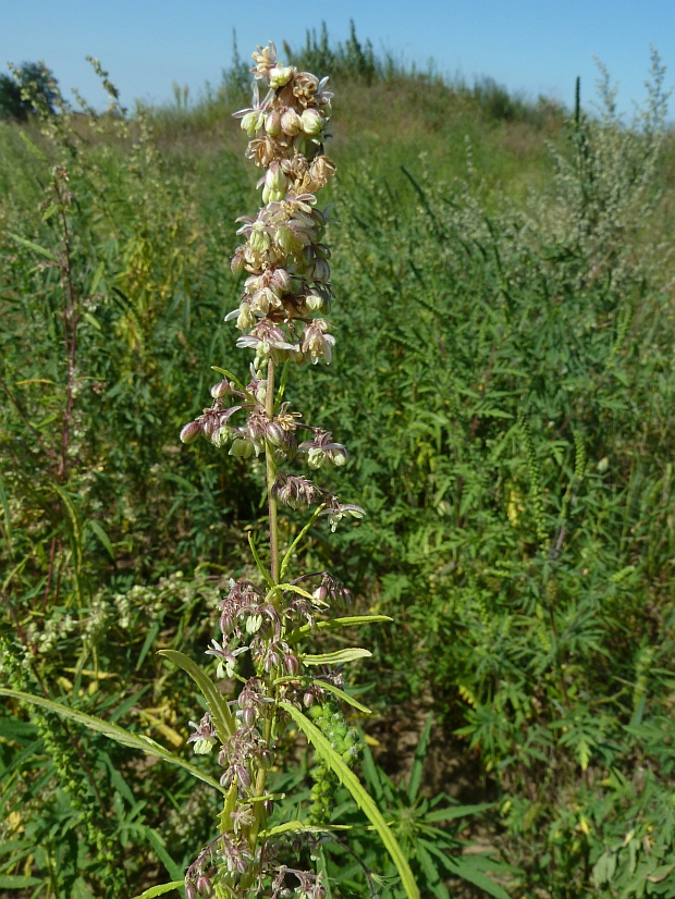 konopa rumovisková Cannabis ruderalis Janisch.