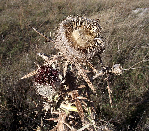 pichliač bielohlavý Cirsium eriophorum (L.) Scop.