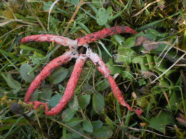 mrežovka kvetovitá Clathrus archeri (Berk.) Dring