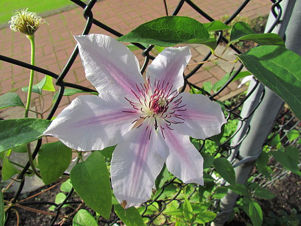 klematis Clematis