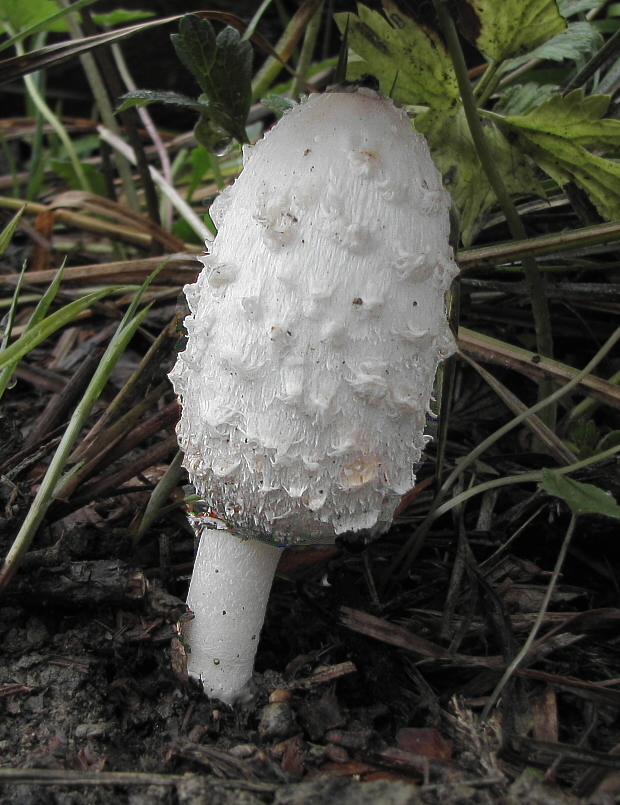 hnojník obyčajný Coprinus comatus (O.F. Müll.) Pers.