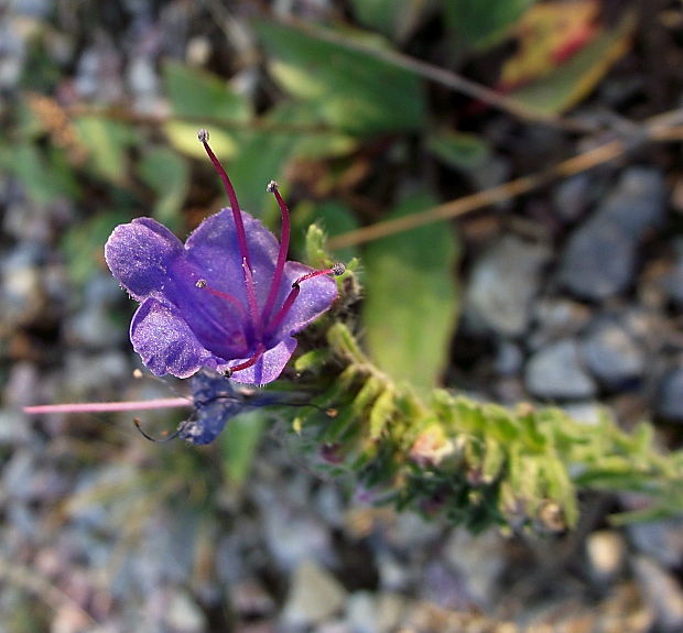 hadinec obyčajný Echium vulgare L.