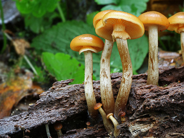 kapucňovka okrovohnedastá Galerina marginata (Batsch) Kühner