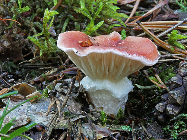 sliziak ružový Gomphidius roseus (Fr.) Oudem.