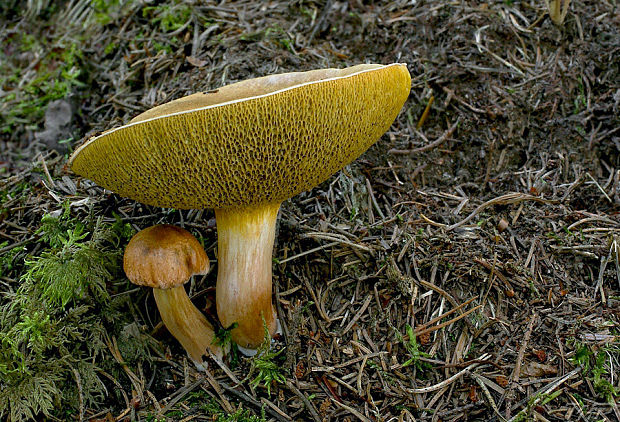 masliak kravský Suillus bovinus (Pers.) Roussel