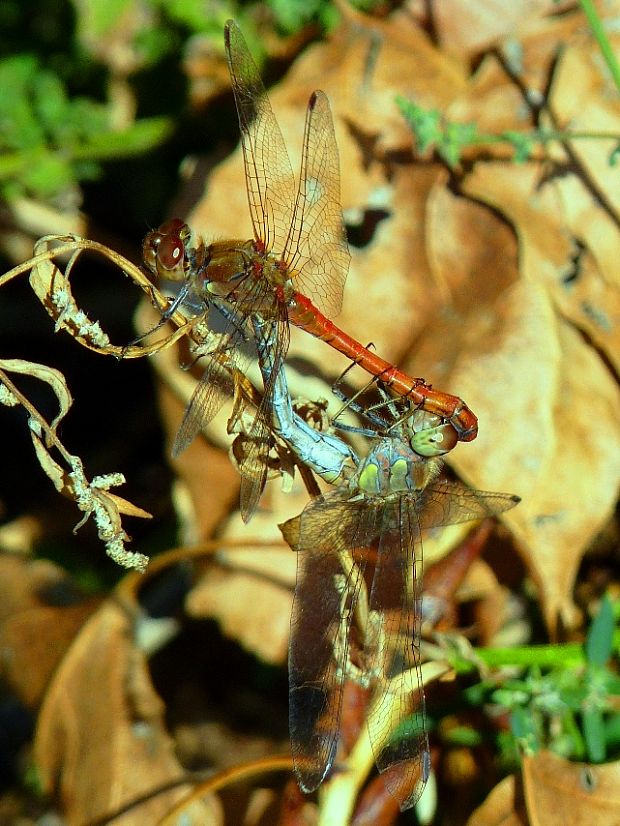 vážka pestrá Sympetrum stryolatum