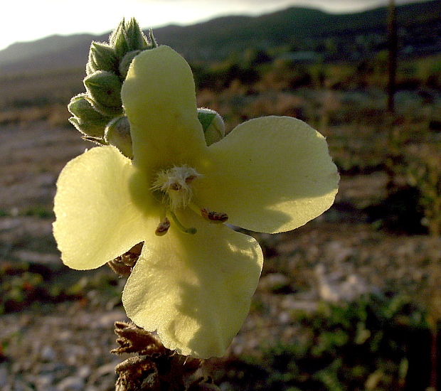 divozel Verbascum sp.