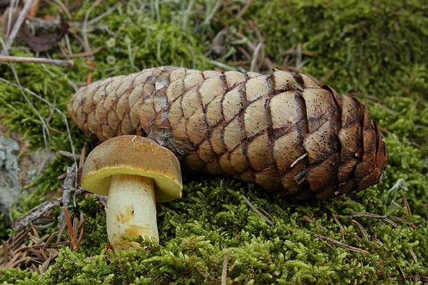 suchohríb Xerocomus sp.