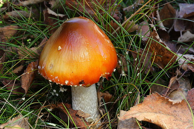 muchotrávka červená holá Amanita muscaria var. aureola (Kalchbr.) Quél.