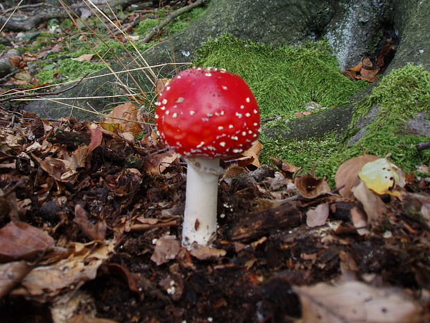 muchotrávka červená Amanita muscaria (L.) Lam.