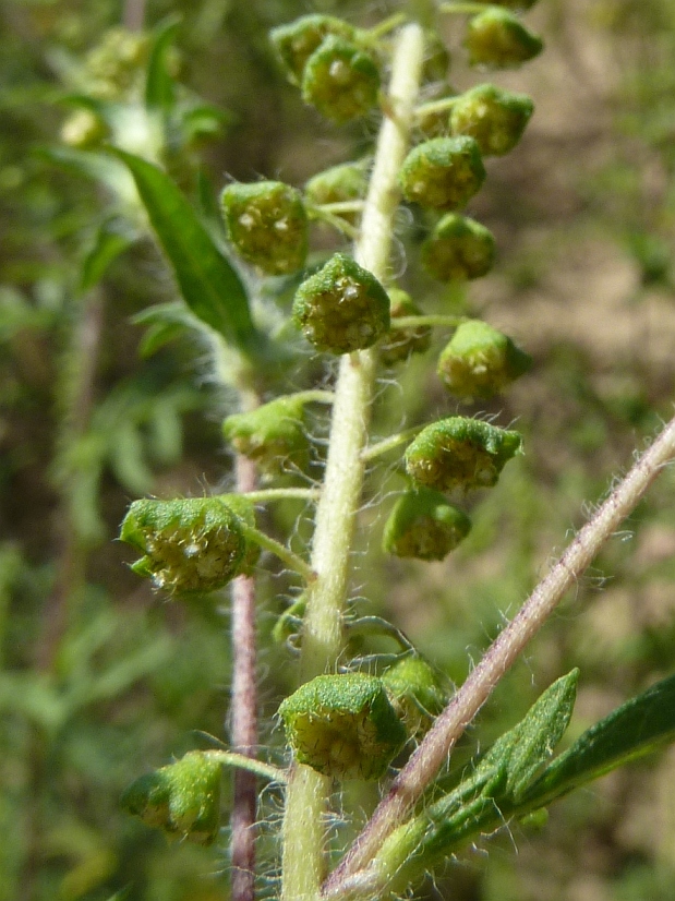 ambrózia palinolistá Ambrosia artemisiifolia L.