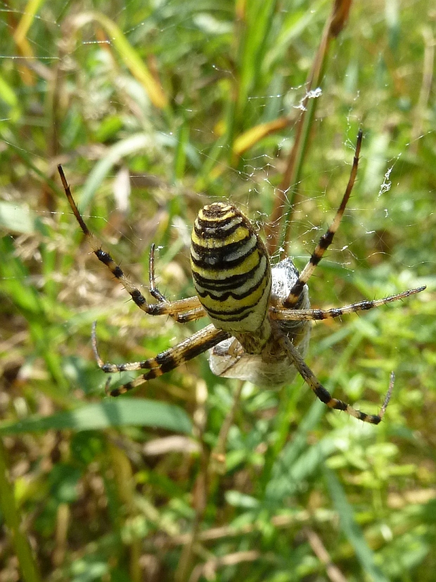 križiak pásavý Argiope bruennichi Scopoli, 1772