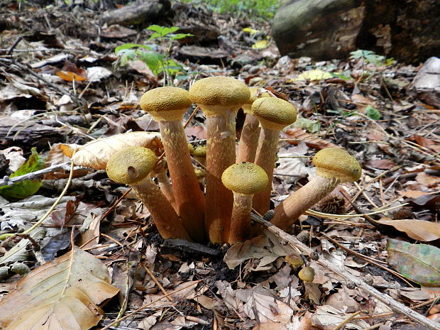 podpňovka žltá Armillaria gallica Marxm. & Romagn.