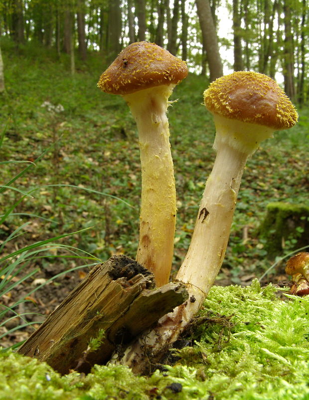 podpňovka žltá Armillaria gallica Marxm. & Romagn.