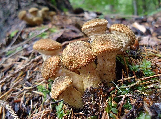 podpňovka tmavá Armillaria ostoyae (Romagn.) Herink