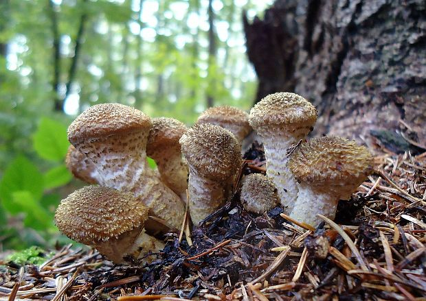 podpňovka tmavá Armillaria ostoyae (Romagn.) Herink