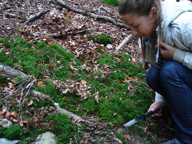 podpňovka Armillaria sp.